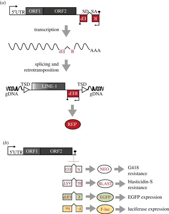 Figure 1.