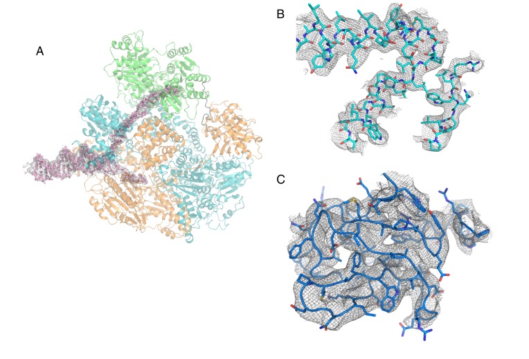 Figure 1—figure supplement 2.