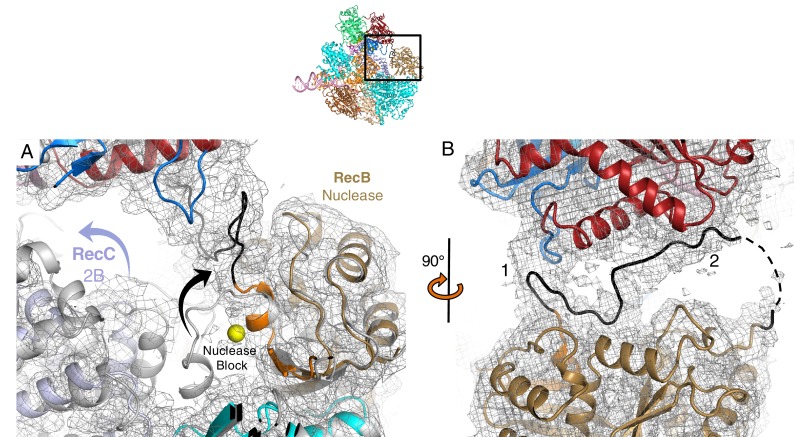 Figure 4—figure supplement 1.