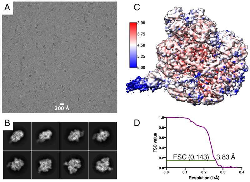 Figure 1—figure supplement 1.