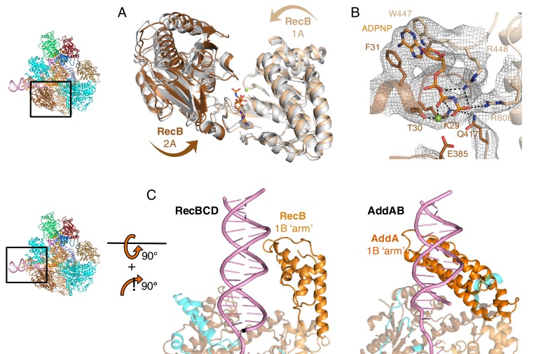 Figure 2—figure supplement 1.