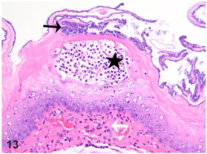 Figure 13