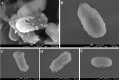FIG 2