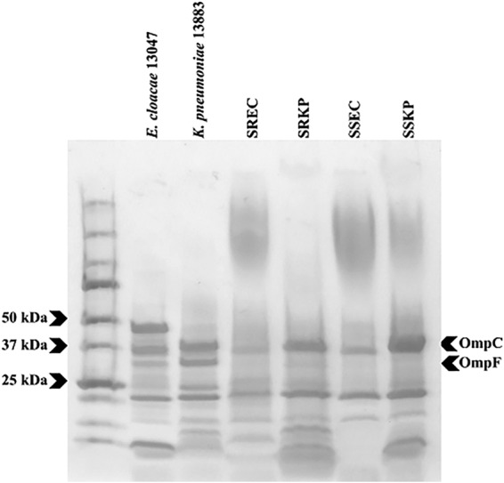 FIG 5