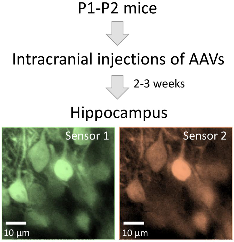 graphic file with name BioProtoc-11-24-4259-ga001.jpg