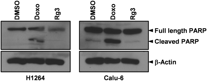 Fig. 6