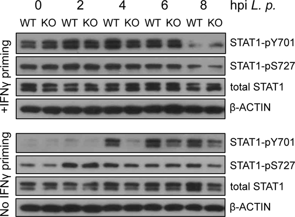 Fig. 4: