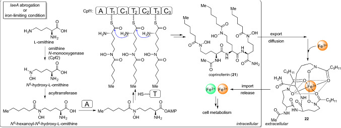 Fig. 10