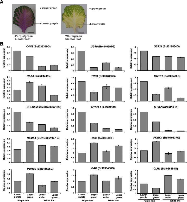 Fig. 12