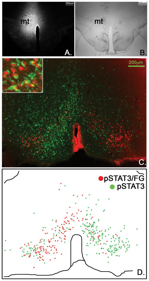 Figure 11