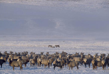 In a demonstration of ecological linkages, reintroducing gray wolves into Yellowstone National Park drove their prey out into the open and away from dense patches of willows along streams, which allowed heavily grazed willows to rebound and provide more habitat for songbirds.