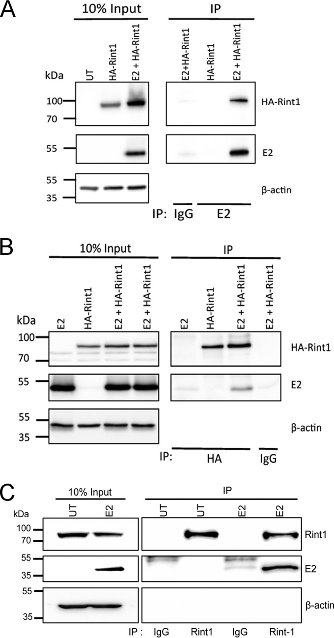 FIG 1