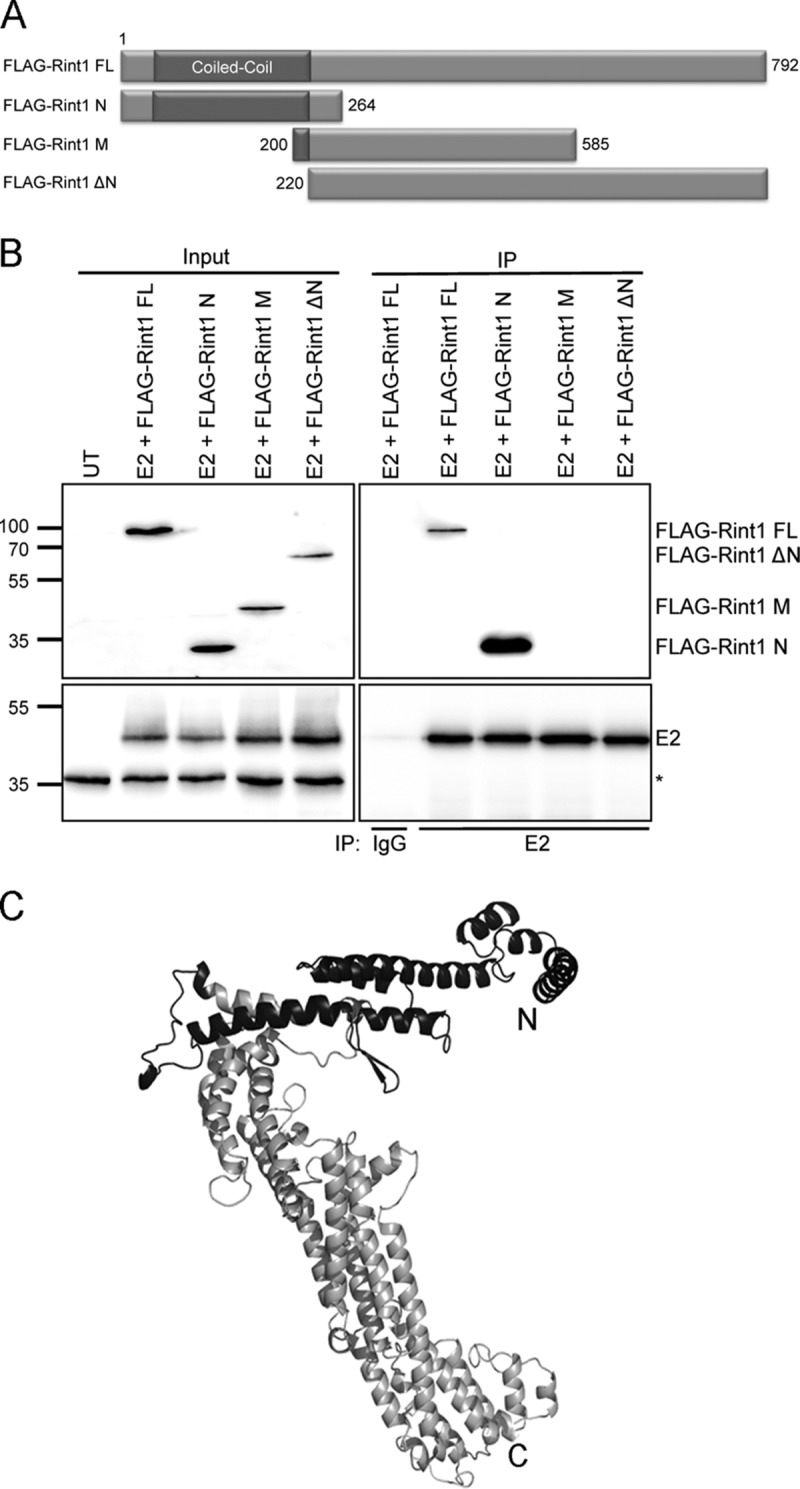 FIG 2