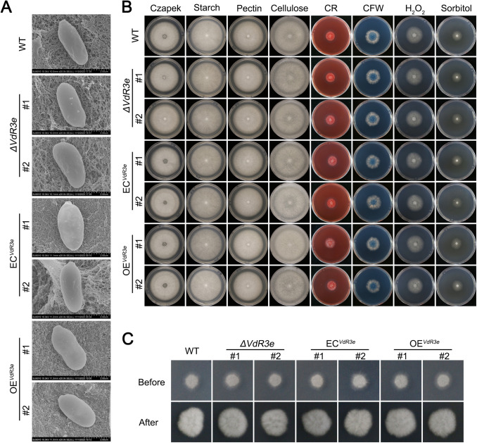 FIG 6