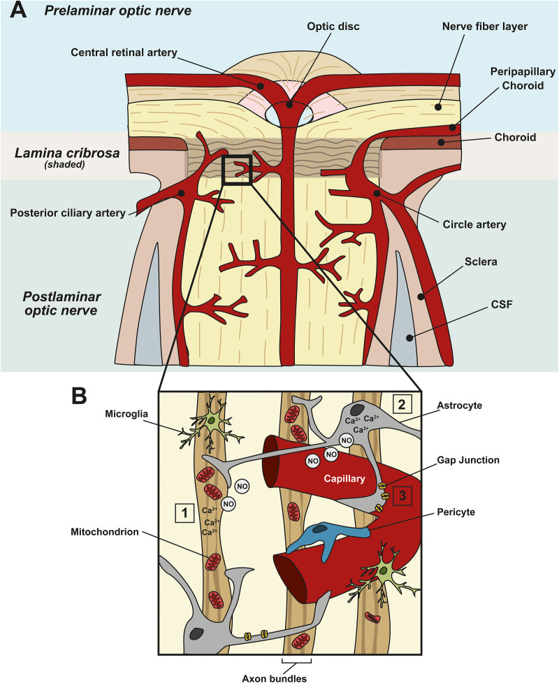 FIGURE 1