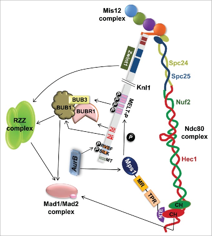 Figure 1.