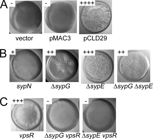 FIG. 2.