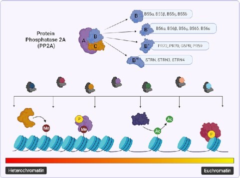 Graphical Abstract