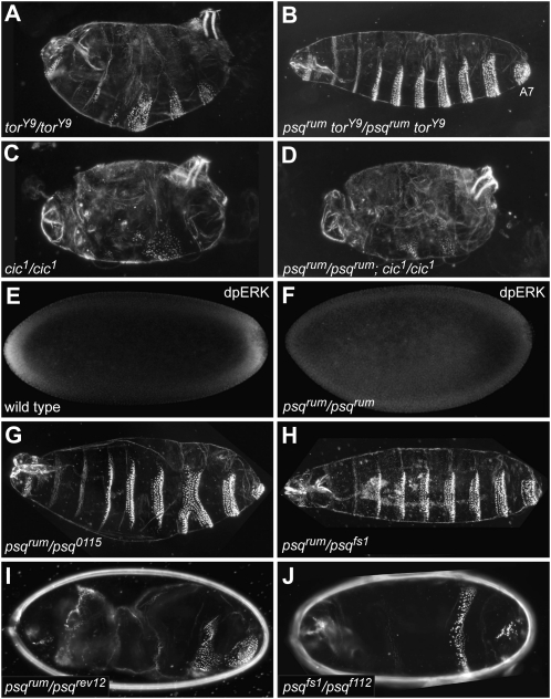 Figure 2.—