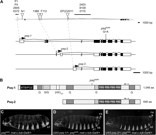 Figure 3.—