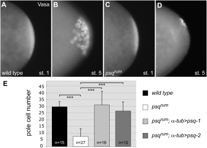 Figure 4.—