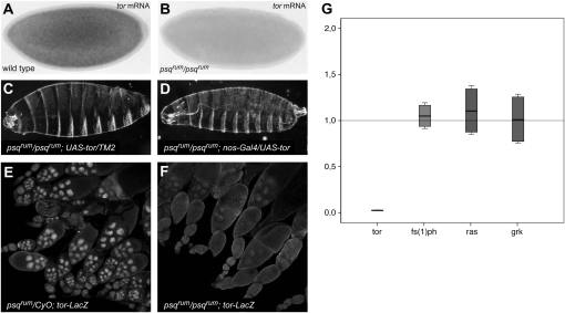 Figure 6.—