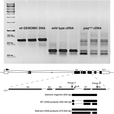 Figure 5.—