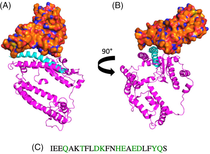 FIGURE 1