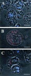 FIG. 4