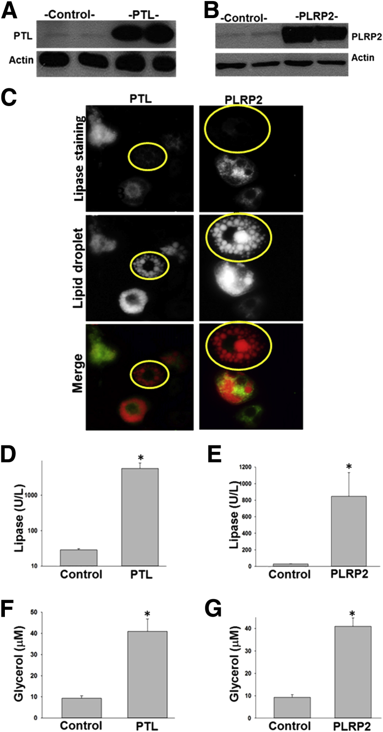 Figure 3