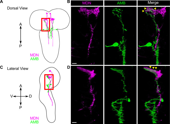 Fig 4