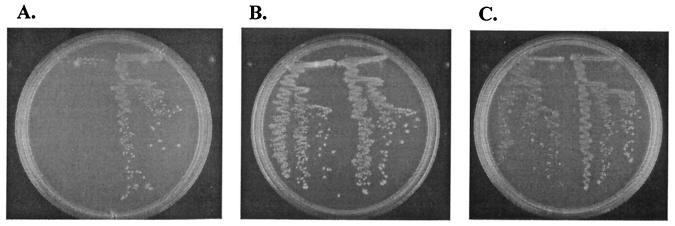 FIG. 1