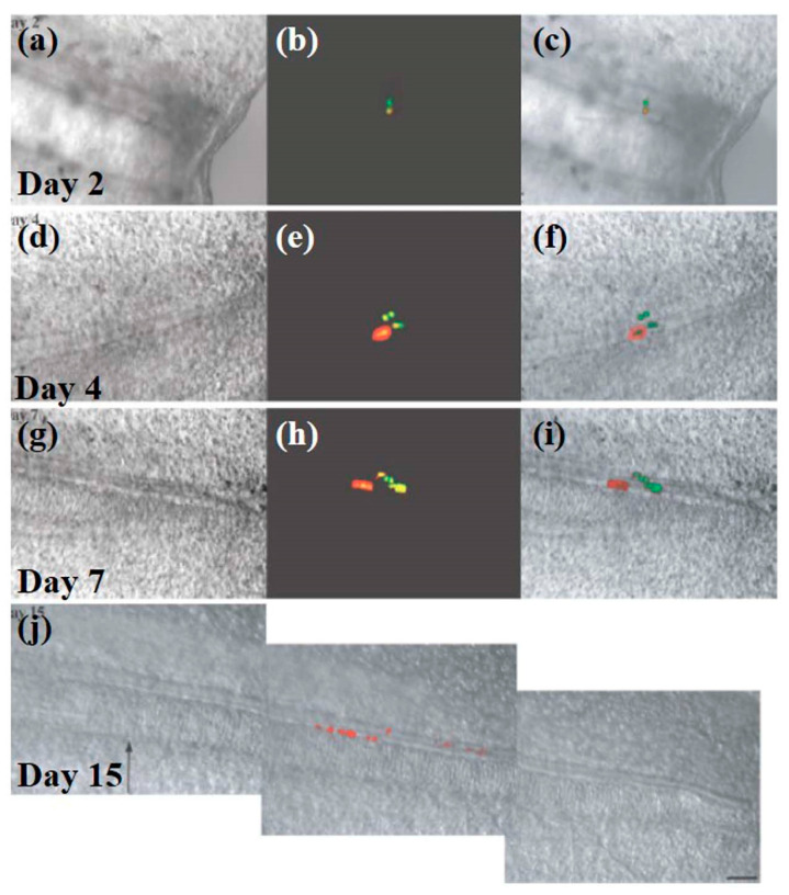 Figure 14