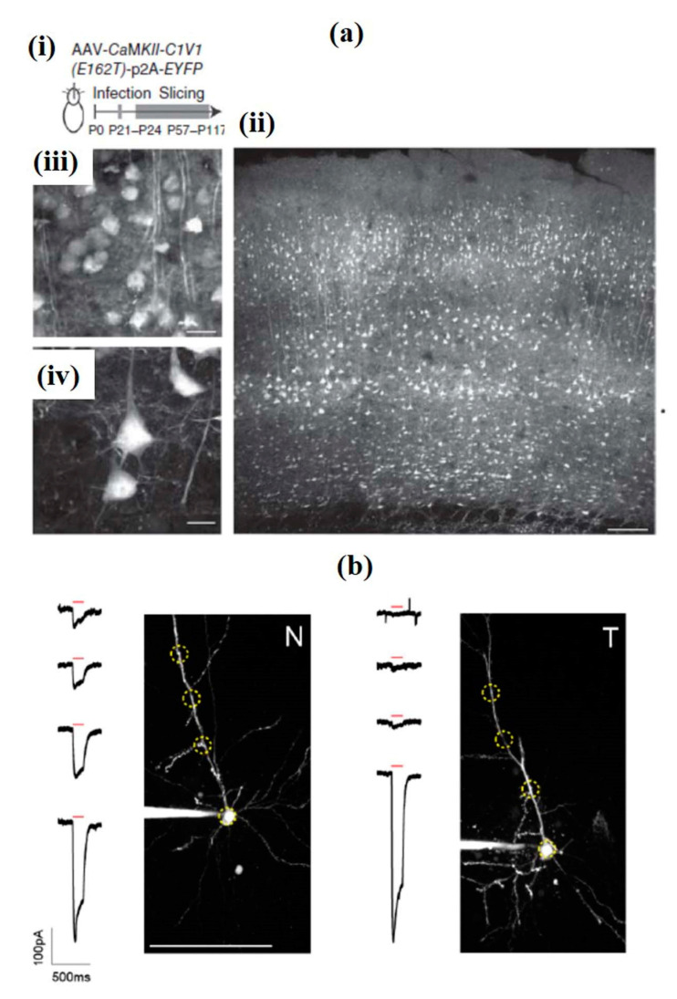 Figure 17