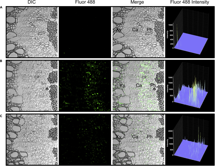 Figure 6