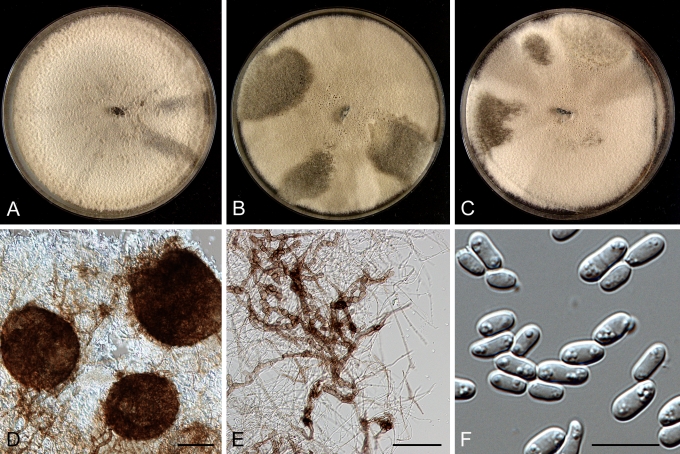 Fig. 9.