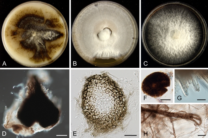 Fig. 13.