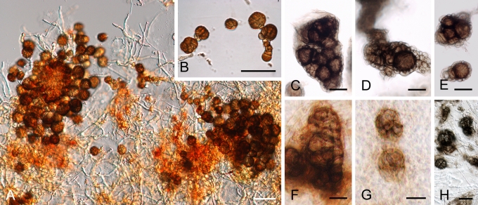 Fig. 7.