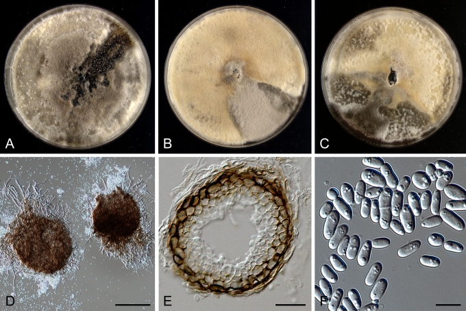 Fig. 10.