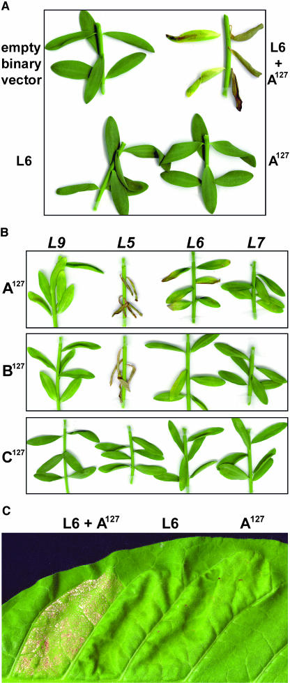 Figure 3.