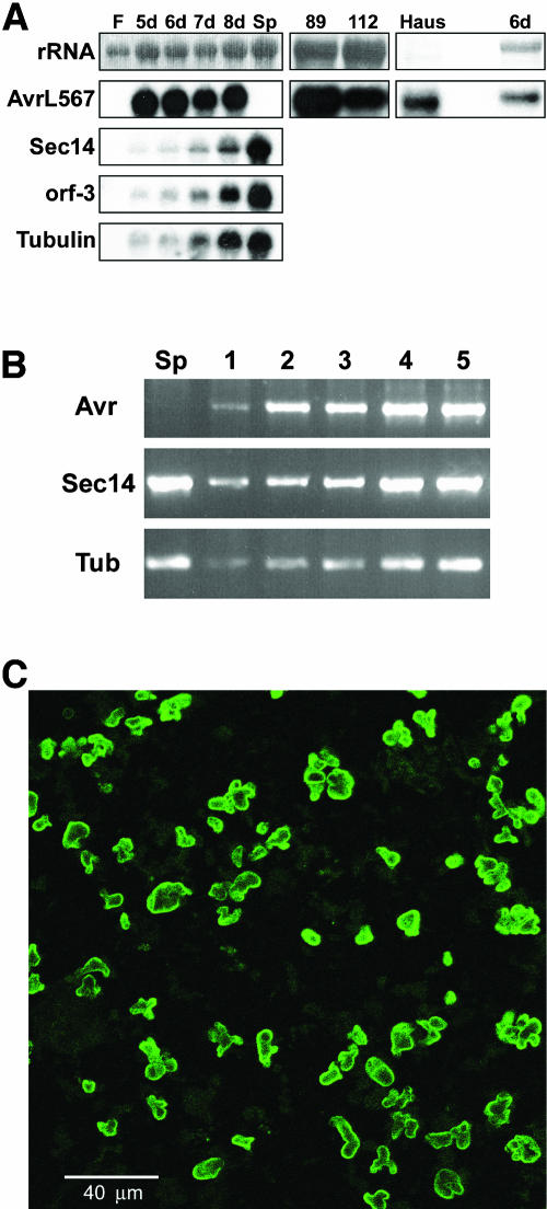 Figure 5.