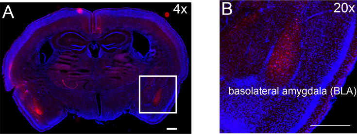 Figure 7—figure supplement 1.