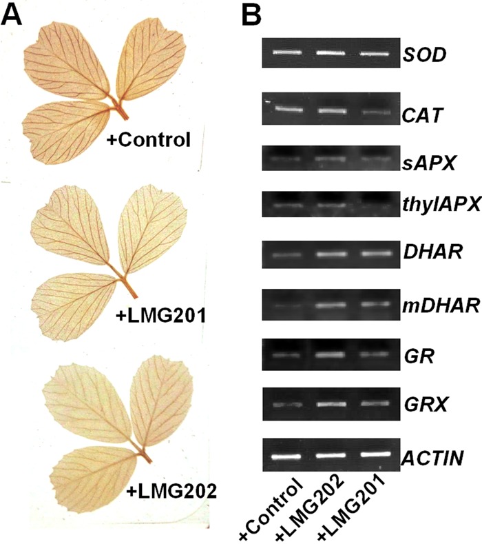 Fig 5