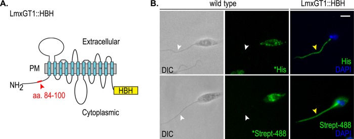 FIGURE 1.