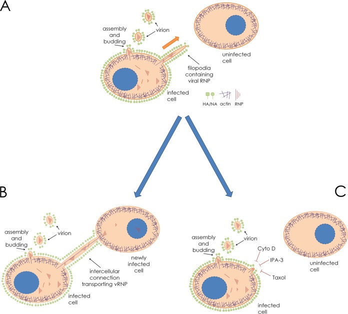 FIG 11