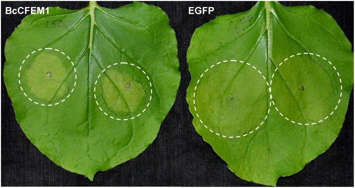 FIGURE 4