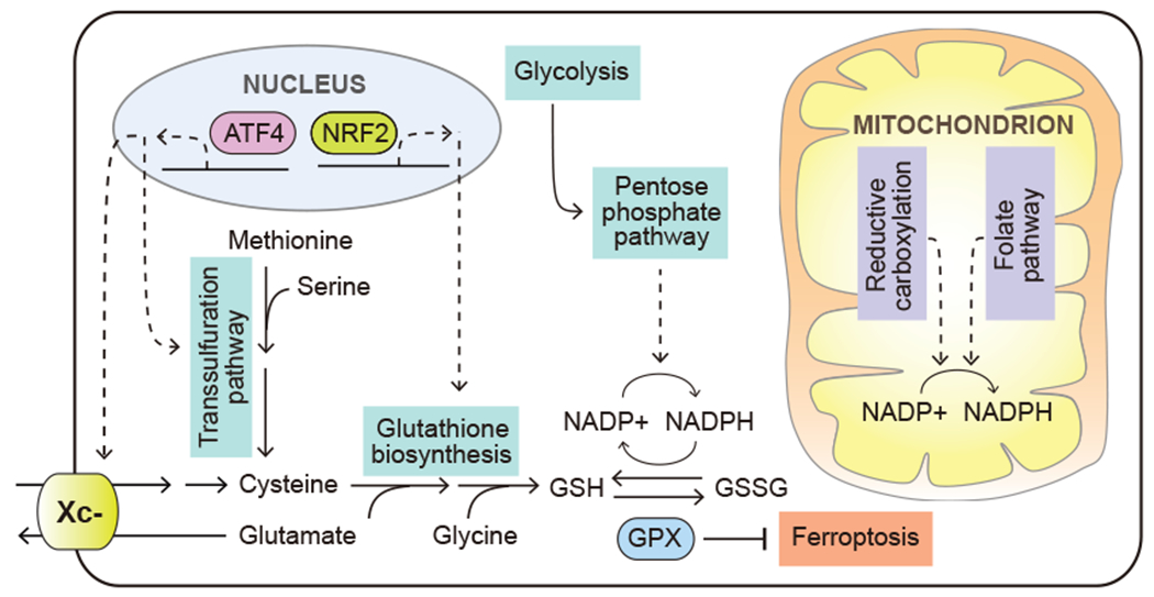 Figure 5.