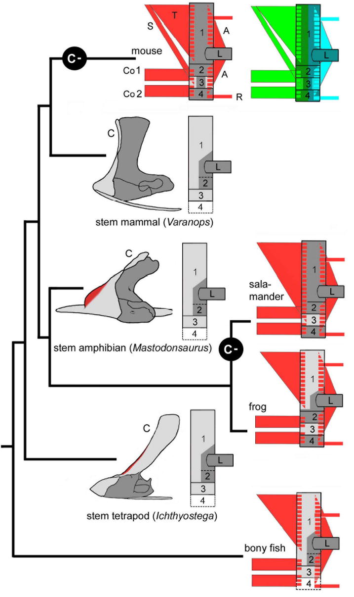 Fig.7