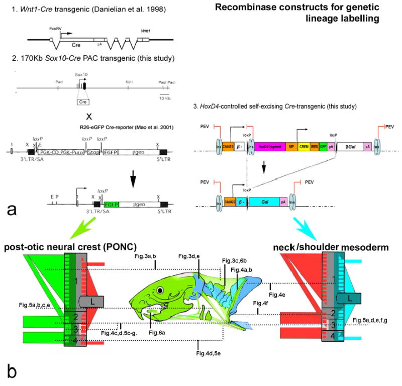 Fig.2