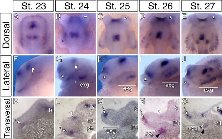 Figure 4—figure supplement 1.